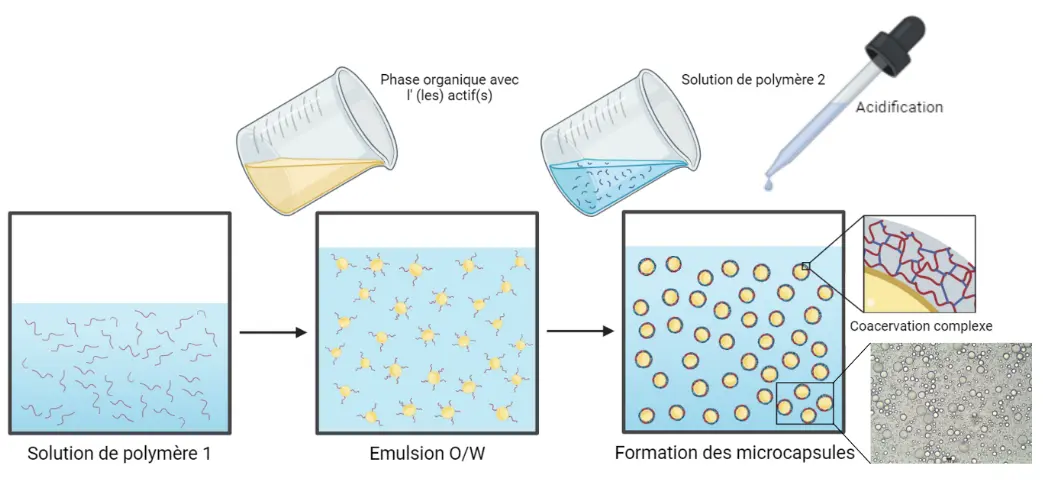 Encapsulation par coacervation complexe